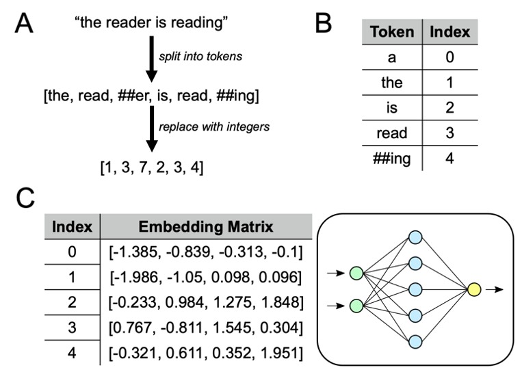 Neural Network Process