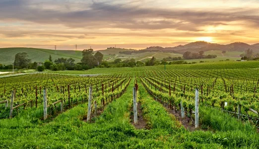 Global Wine Company